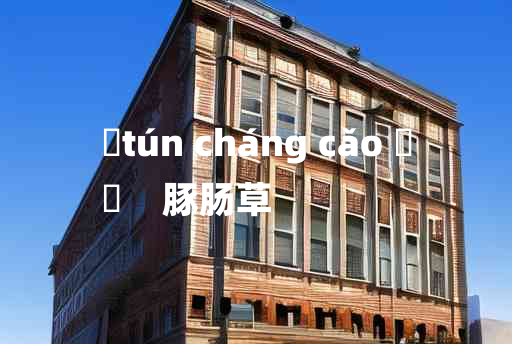 
	tún cháng cǎo 	
	    豚肠草